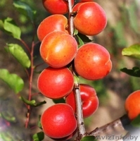 Колоновидные абрикосы, персики, вишни, черешни, сливы, груши, яблони 1 - Изображение #2, Объявление #1581959