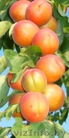 Колоновидные абрикосы, персики, вишни, черешни, сливы, груши, яблони 1 - Изображение #3, Объявление #1581959