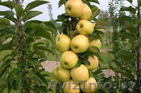 Колоновидные абрикосы, персики, вишни, черешни, сливы, груши, яблони 1 - Изображение #10, Объявление #1581959