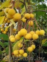 Райские яблони сортовые саженцы - Изображение #9, Объявление #1581960