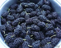 Шелковица саженцы сортовые - Изображение #5, Объявление #1581962