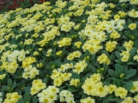 Цветы Тюльпан оптом к 8 марта  - Изображение #3, Объявление #1522765