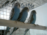 Волнистики - Изображение #2, Объявление #1596442