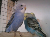 Волнистики - Изображение #4, Объявление #1596442