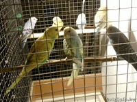 Волнистики - Изображение #3, Объявление #1596442