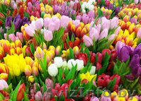 Продам тюльпаны оптом и в розницу - Изображение #1, Объявление #1610149