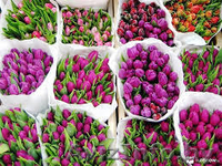 Продам тюльпаны оптом и в розницу - Изображение #2, Объявление #1610149