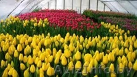 Продам тюльпаны оптом и в розницу - Изображение #3, Объявление #1610149