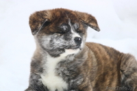 Щенки японской акита-ину, продам. - Изображение #1, Объявление #1630745