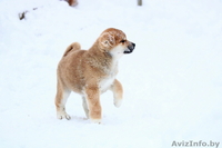 Щенки японской акита-ину, продам. - Изображение #3, Объявление #1630745