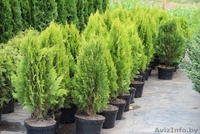 Туя оптом и в розницу - Изображение #2, Объявление #1635694