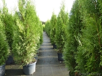 Туя оптом и в розницу - Изображение #3, Объявление #1635694