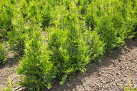 Туя оптом и в розницу - Изображение #1, Объявление #1635694