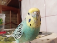 Куплю волнистого попугая мальчика  - Изображение #3, Объявление #1751523