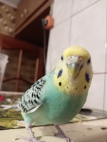Куплю волнистого попугая мальчика  - Изображение #2, Объявление #1751523