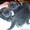 Продам чистокровных голубых русских котят #10977