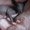 Донской сфинкс,  котята 2 мес. с документами #80227