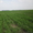 Частное фермерское хозяйство реализует Картофель,  Морковь,  Капусту  #322943