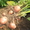Частное фермерское хозяйство реализует Картофель, Морковь, Капусту  - Изображение #3, Объявление #322943
