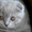 котята британцы и скотиш-фолд - Изображение #2, Объявление #416290
