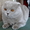 котята британцы и скотиш-фолд - Изображение #1, Объявление #416290