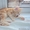 Котята (коты) европейской короткошерстной редкого окраса - Изображение #3, Объявление #608997