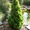 Посадочный материал: декоративные хвойные и лиственные растения,  Брест #664603