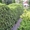 Декоративные саженцы: хвойные и лиственные растения, Брест, «Оазис во дворе» - Изображение #5, Объявление #718901