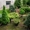 Декоративные саженцы: хвойные и лиственные растения, Брест, «Оазис во дворе» - Изображение #9, Объявление #718901