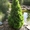 Декоративные саженцы: хвойные и лиственные растения, Брест, «Оазис во дворе» - Изображение #1, Объявление #718901