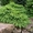 Декоративные саженцы: хвойные и лиственные растения, Брест, «Оазис во дворе» - Изображение #6, Объявление #718901