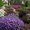Декоративные саженцы: хвойные и лиственные растения, Брест, «Оазис во дворе» - Изображение #4, Объявление #718901
