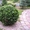 Декоративные саженцы: хвойные и лиственные растения,  Брест,  «Оазис во дворе» #718901