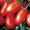 Помидоры грунтовые,  помидоры зеленые #729236