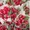 Тюльпаны оптом в Бресте  - Изображение #1, Объявление #849833