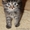 Милый полу персидский котенок в добрые руки!!! #886083