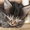 Милый полу персидский котенок в добрые руки!!! - Изображение #3, Объявление #886083