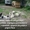 Собаки ищут дом и любящих хозяев - Изображение #3, Объявление #905923