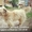 Собаки ищут дом и любящих хозяев - Изображение #1, Объявление #905923