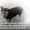 Собаки ищут дом и любящих хозяев - Изображение #5, Объявление #905923