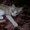 Котёнок донского сфинкса-брашка - Изображение #2, Объявление #940473