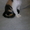 Котёнок донского сфинкса-брашка - Изображение #6, Объявление #940473