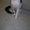 Котёнок донского сфинкса-брашка - Изображение #8, Объявление #940473