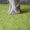 Котёнок донского сфинкса-брашка #940473