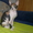 Котёнок донского сфинкса-брашка - Изображение #7, Объявление #940473