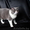 Британский кот, вязка #964733