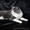 Британский кот вязка - Изображение #3, Объявление #967309