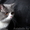 Британский котик,вязка. - Изображение #2, Объявление #990778