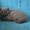 Британский котик, продам #1051641