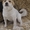 Милая собачка Фрося в добрые руки - Изображение #4, Объявление #1011958